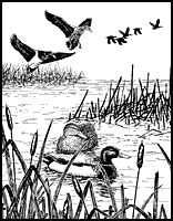 mallard duck hunting