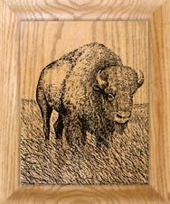 American buffalo etching