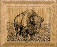 bison etching 